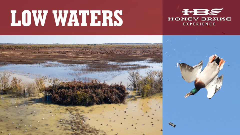 The Boys are Back in Town | Low Waters | Honey Brake