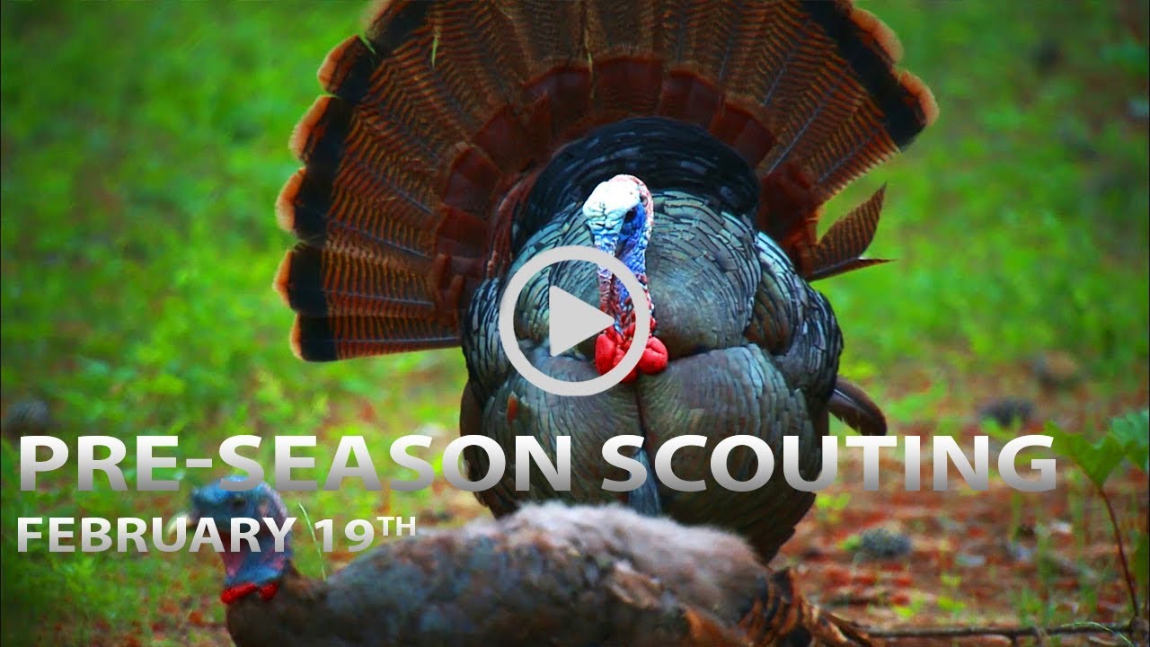 2-19-18: Pre-Season Scouting Tips, Trail Cam Strategies | Spring Thunder