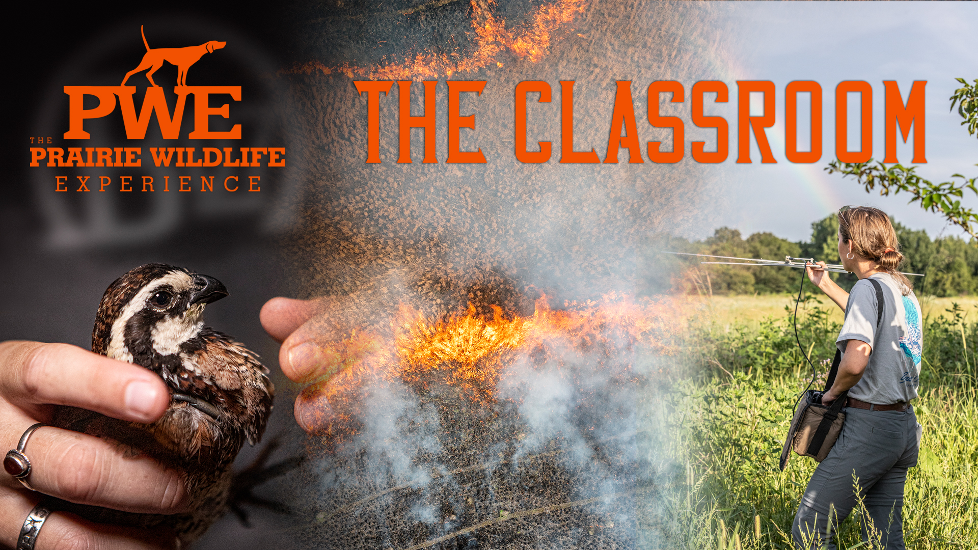 The Quail Classroom | Upland Habitat Research | Prairie Wildlife Experience 