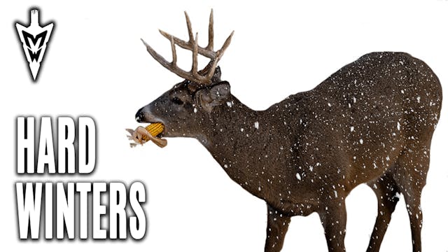 Should You Feed Deer? Harsh Winter Ef...