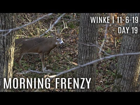 Winke Day 19: Morning Frenzy