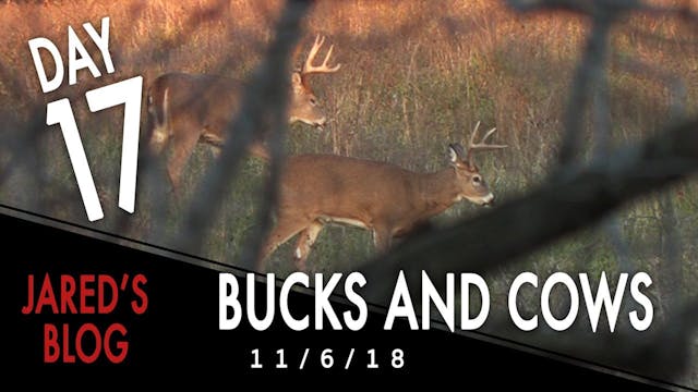 Jared's Blog: Bucks and Cows