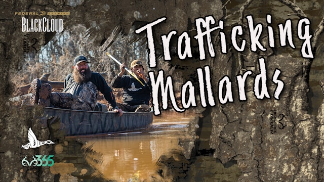 Trafficking Mallards on Public Land | Black Cloud