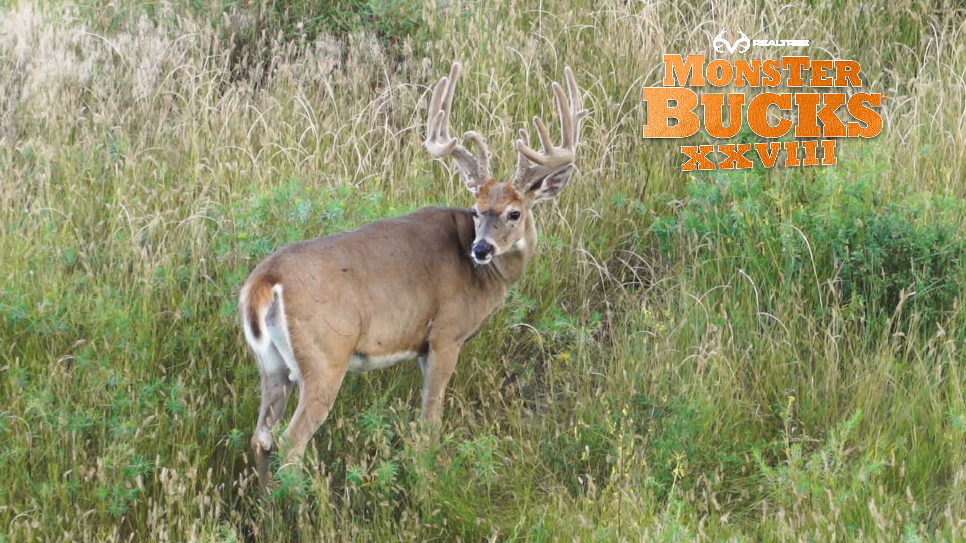 David Blanton's Velvet Wyoming Monster | Realtree's Monster Bucks