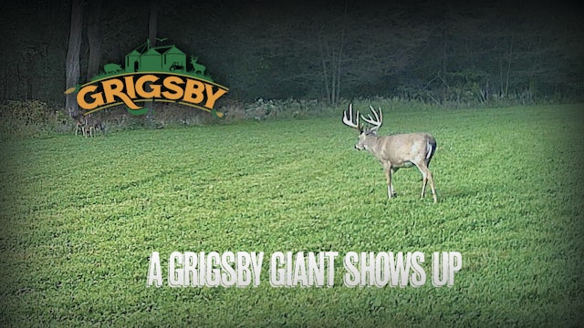 Spotting a Giant on the Way to the Stand | Illinois Deer Season Opener | Grigsby