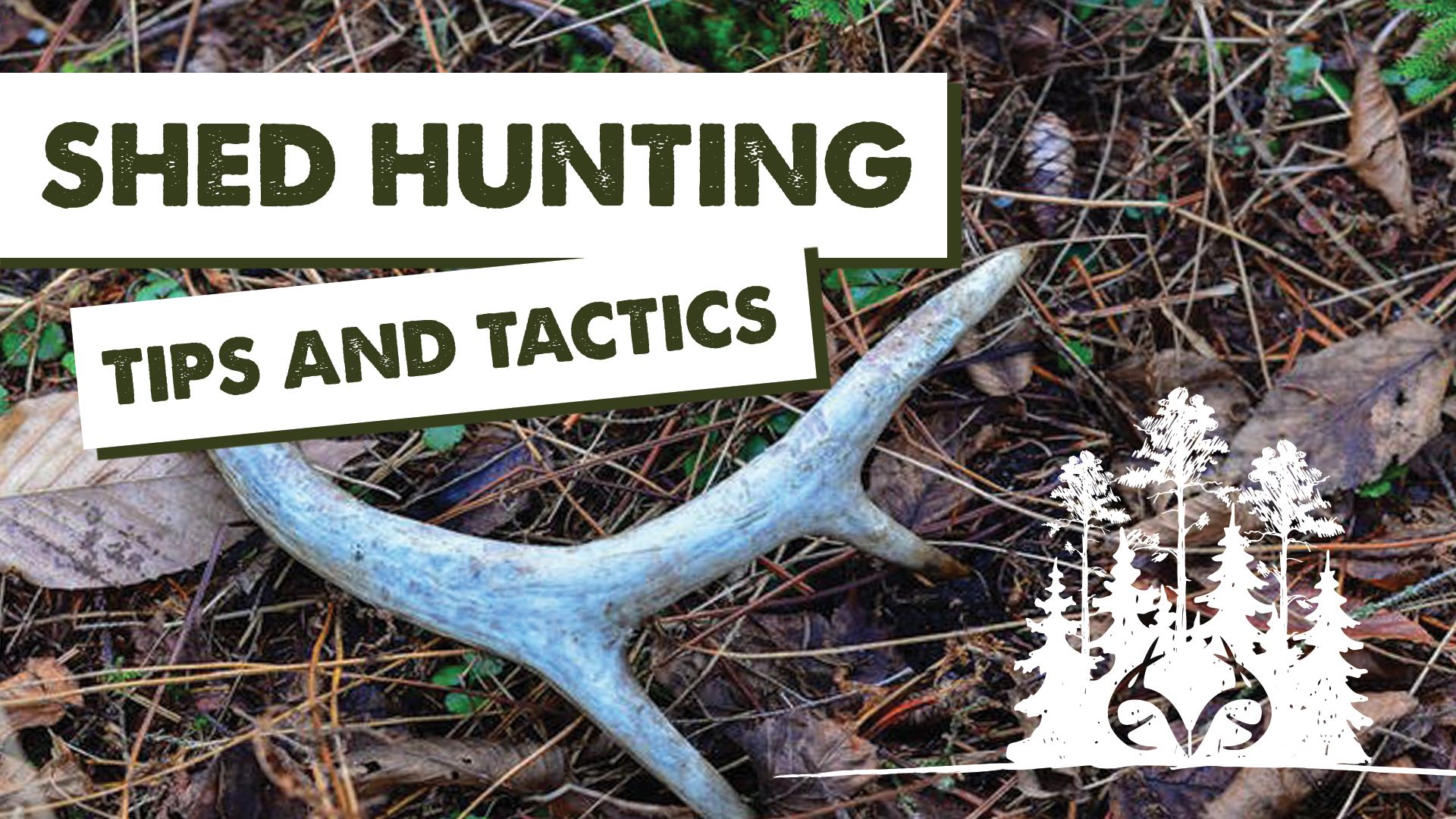 Great Shed Hunting Pro Tips | The Best Places to Find Shed Antlers | Pay Dirt