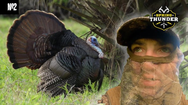 Steamrolled Osceola Strutter | Crazy ...