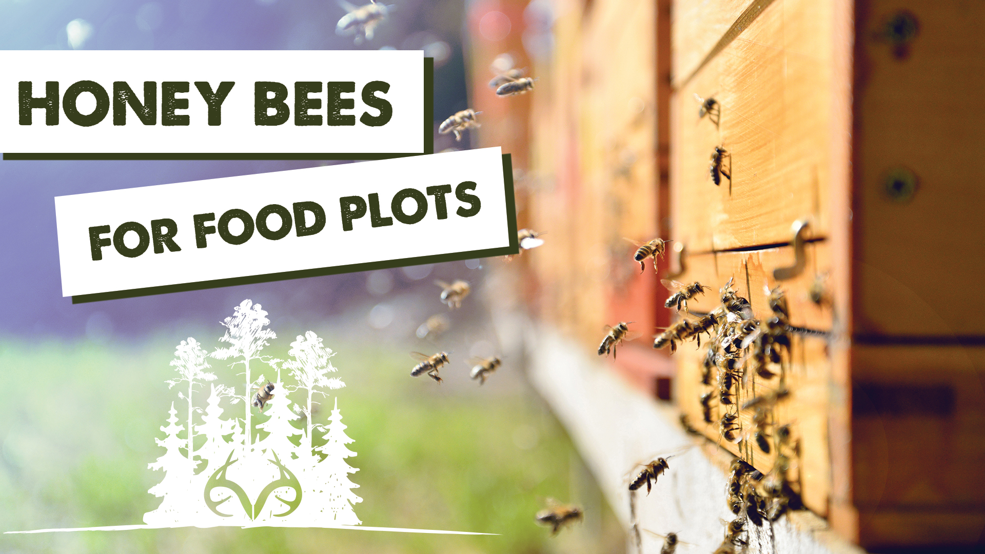 Will Honey Bees Improve Food Plots?
