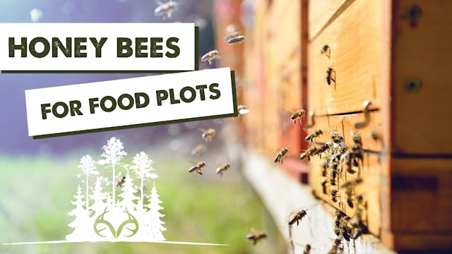 Will Honey Bees Improve Food Plots?