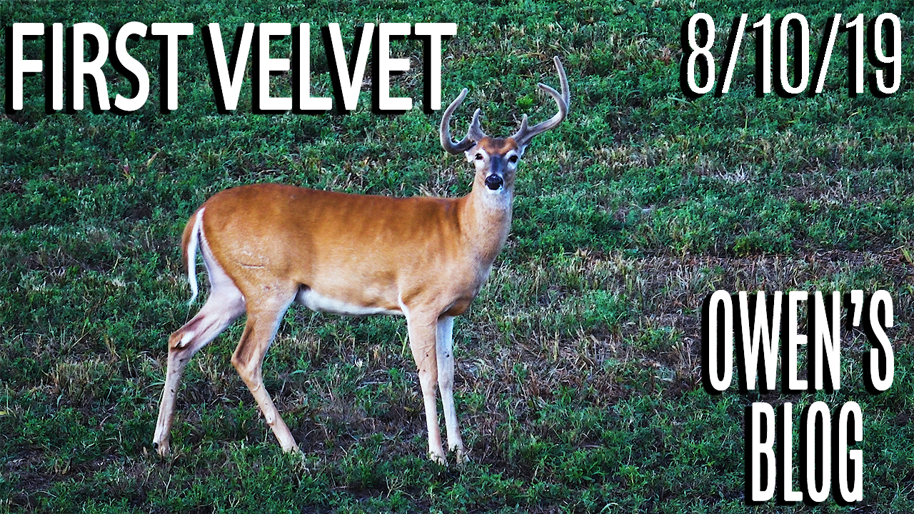 Owen's Blog: First Velvet Sit, Hitlist Bucks