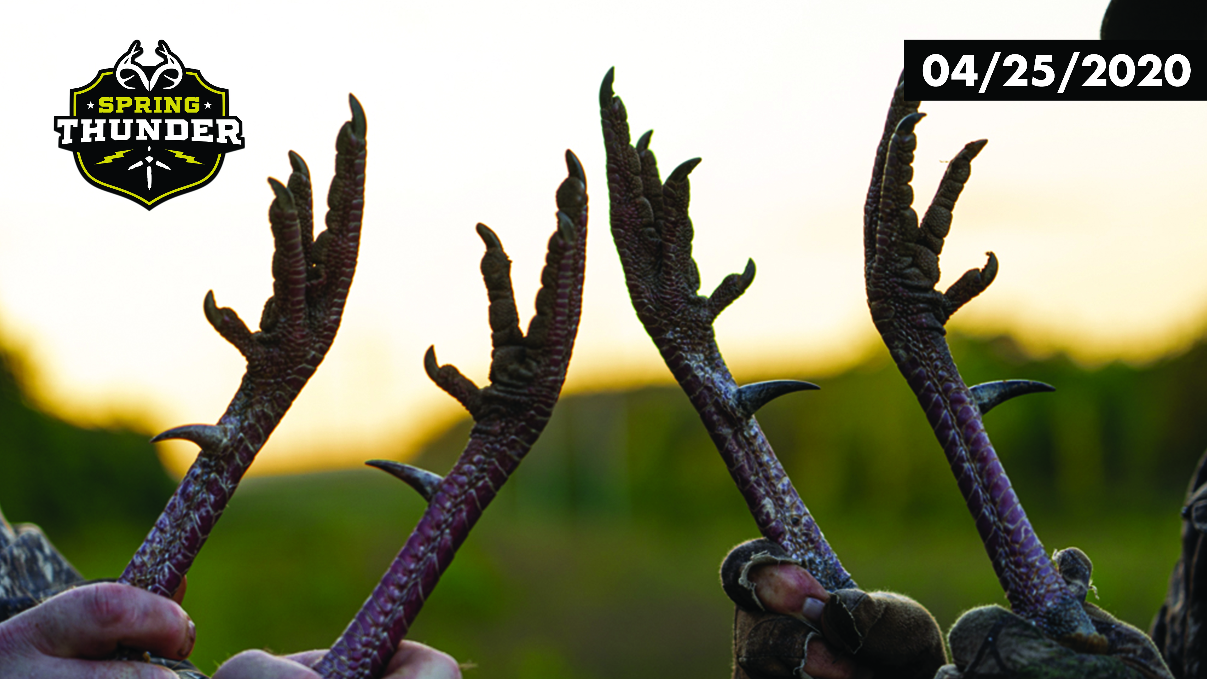 Two Giant Alabama Toms Cross the Property Line