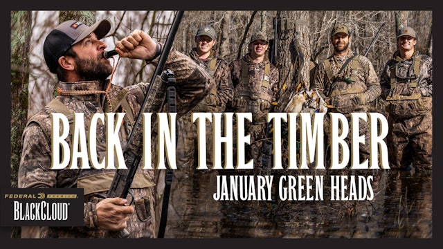 Louisiana Timber Mallards | January Greenheads in the Spread | Black Cloud