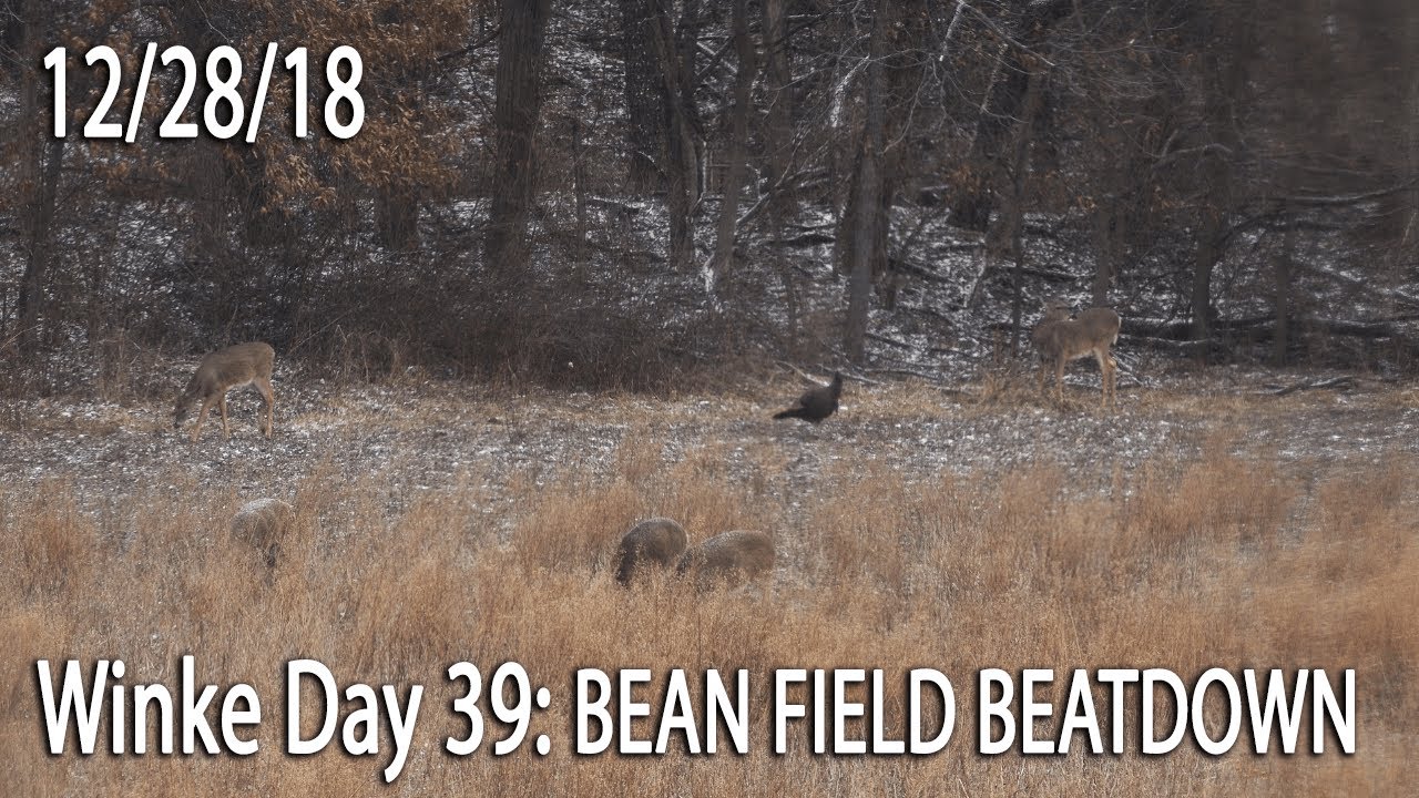 Winke Day 39: Bean Field Beatdown