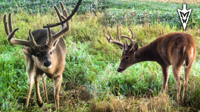 Why You Should Start Mock Scrapes Now, Tips and Tactics | Midwest Whitetail