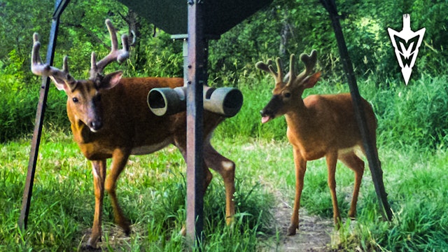 The Best Summer Trail Camera Strategies | Midwest Whitetail