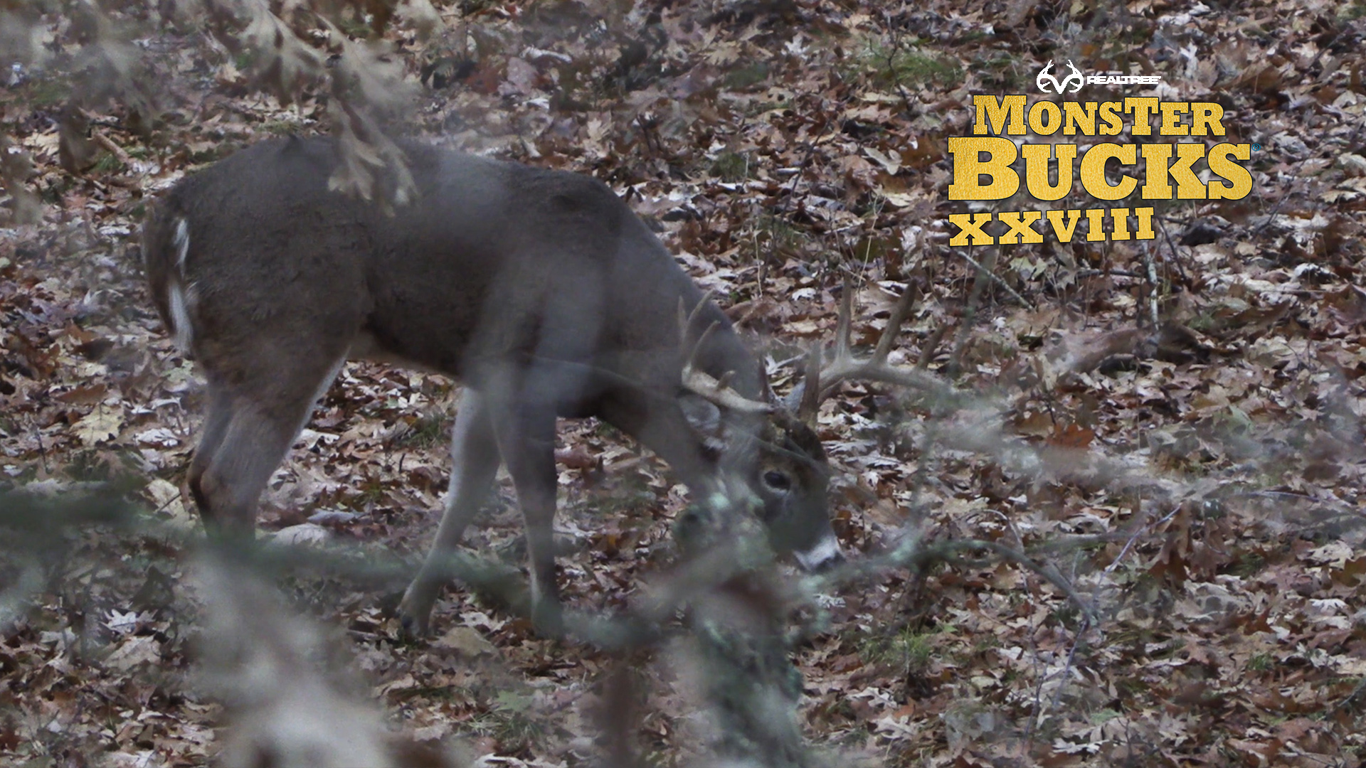 David Blanton's Huge Wisconsin Whitetail | Realtree's Monster Bucks