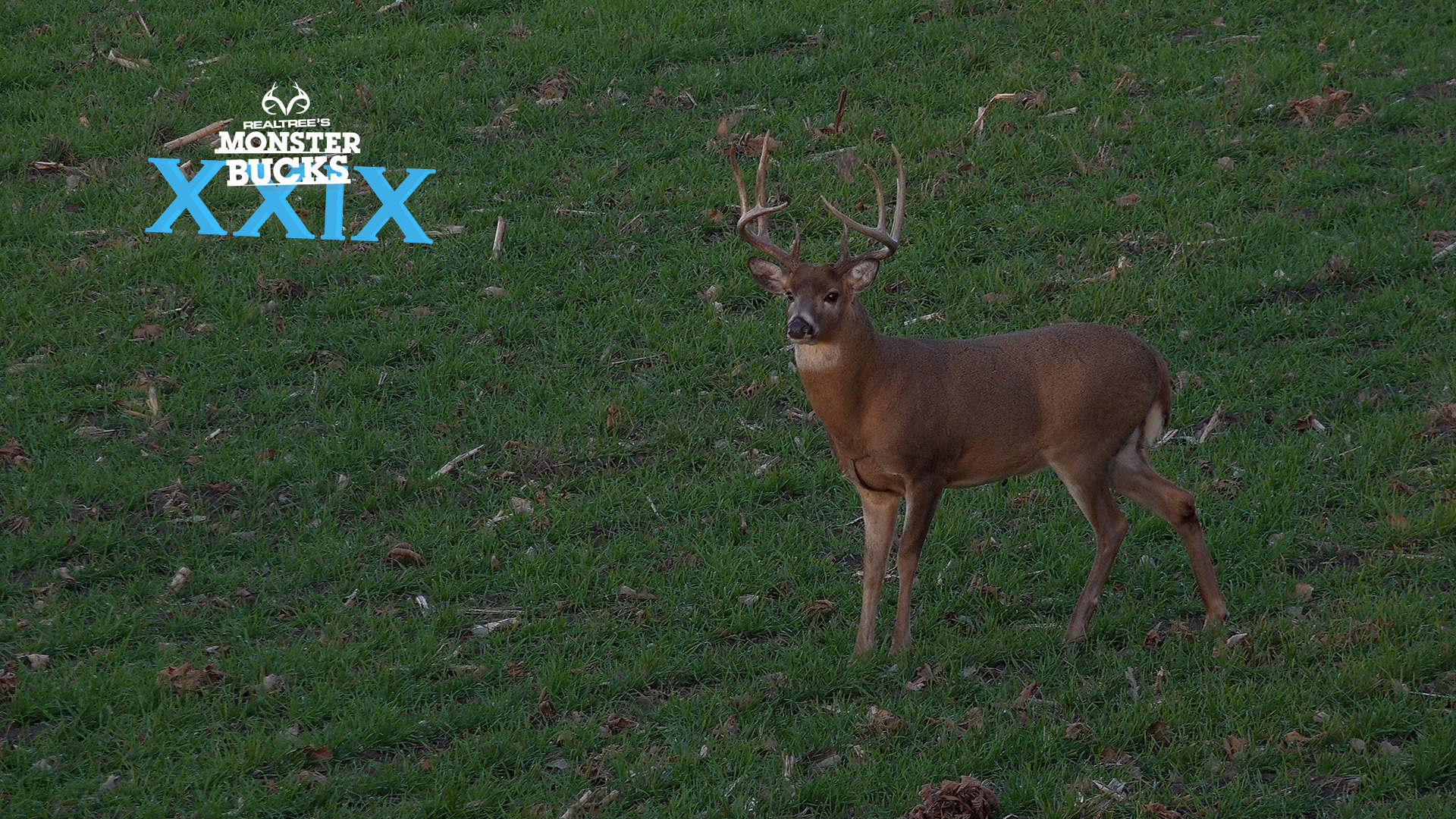 Tony Walker's Indiana Stud | Monster Bucks 2021