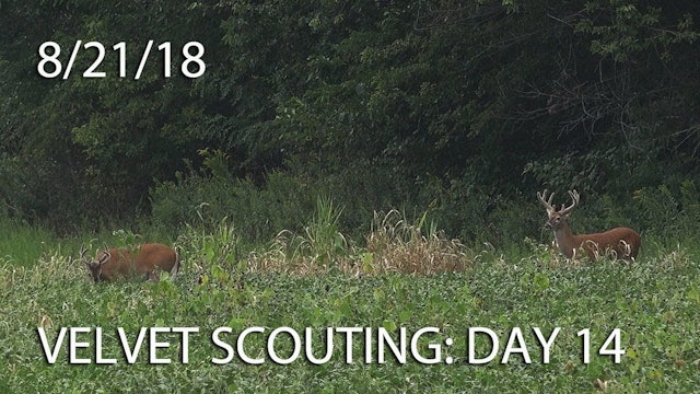 Winke's Blog: Velvet Scouting Day 14