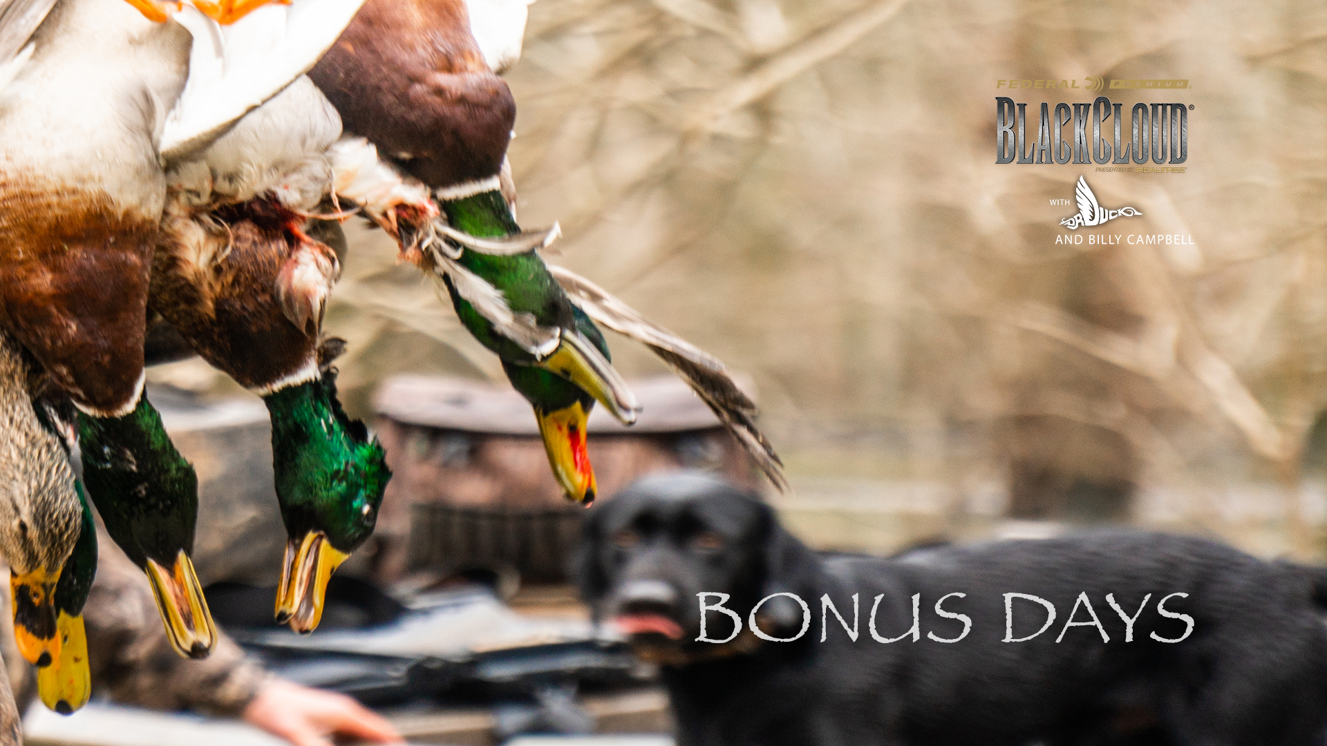 Last Go: A Bonus Bag of Greenheads