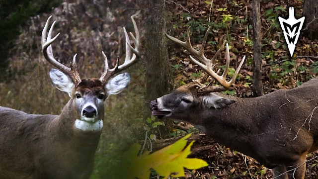 Killer Stand Sites, Setting The Stage For “Wolverine” | Midwest Whitetail