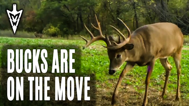 10-12-20: Bucks Are On the Move | Early Season Encounters | Midwest Whitetail