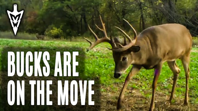 10-12-20: Bucks Are On the Move | Ear...