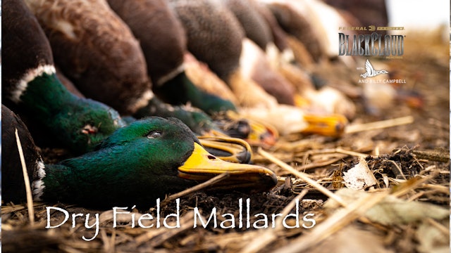Flooded-Timber Duck Hunting, South Dakota Dry-Field Mallards