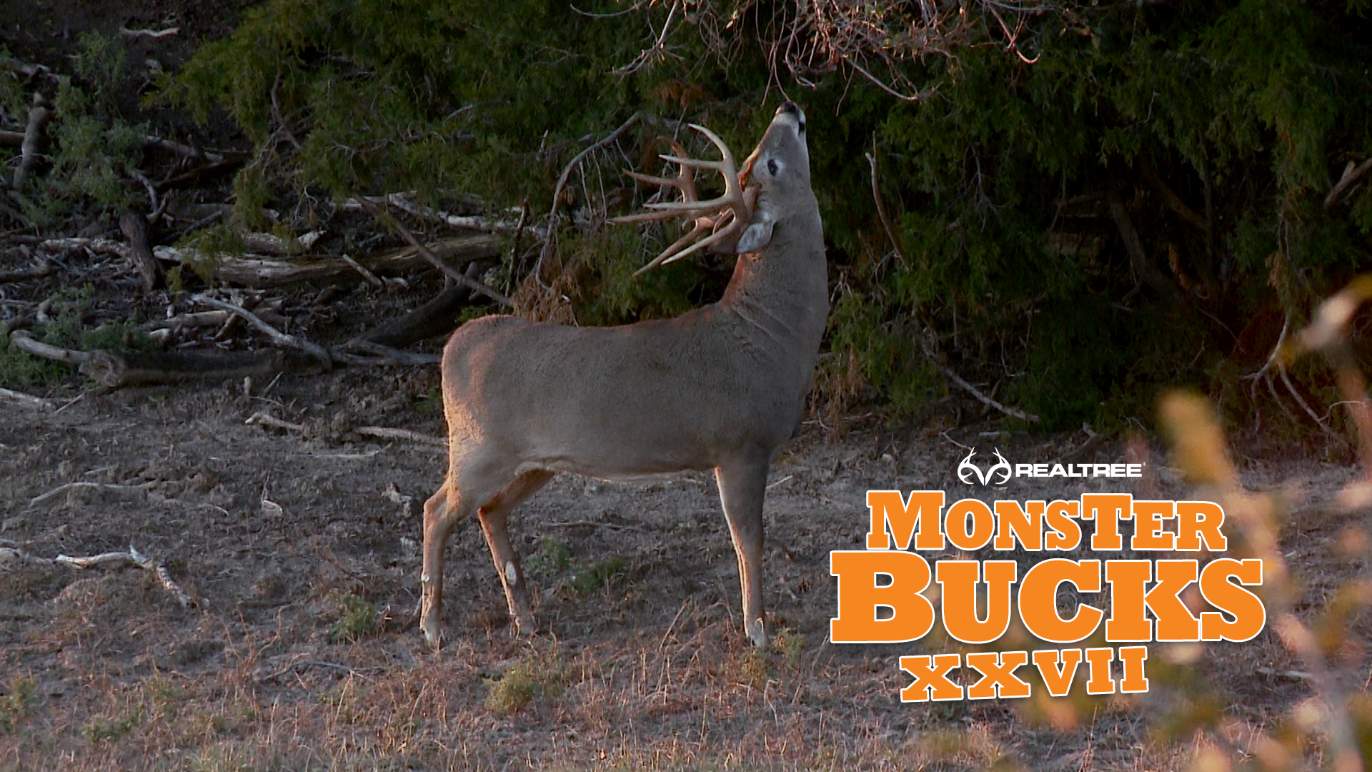 David Blanton's Kansas Giant
