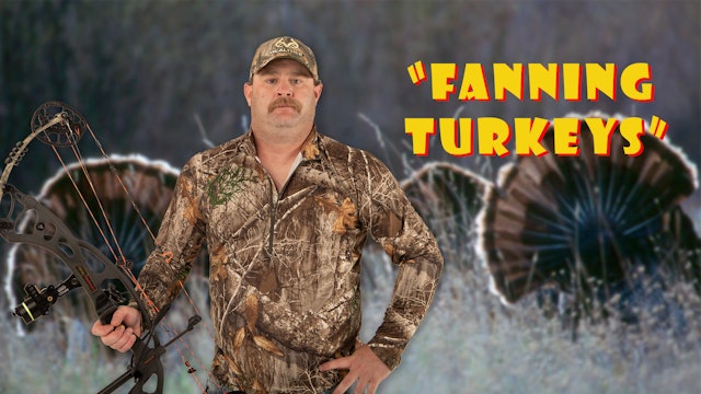 Pitts on: "Fanning Turkeys"