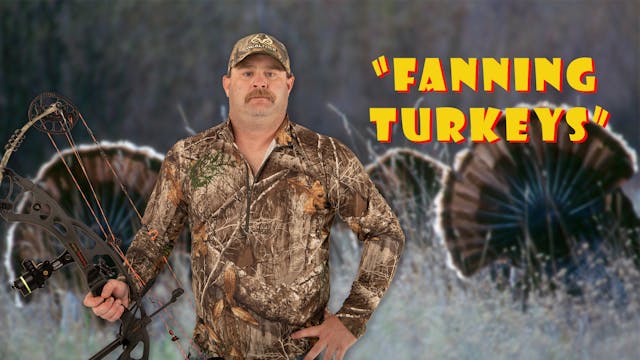 Pitts on: "Fanning Turkeys"