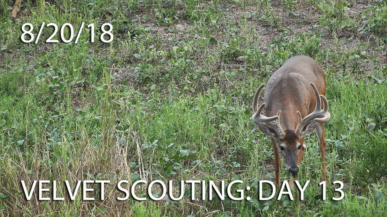 Winke's Blog: Velvet Scouting Day 13