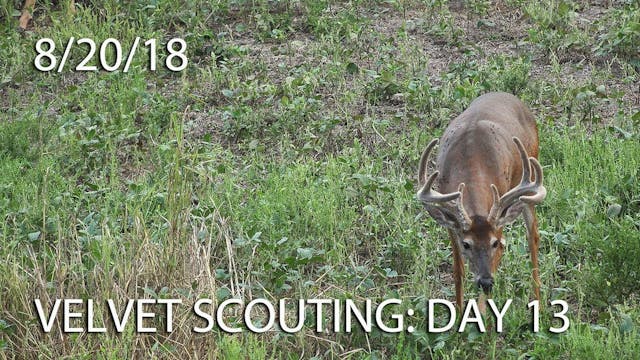 Winke's Blog: Velvet Scouting Day 13