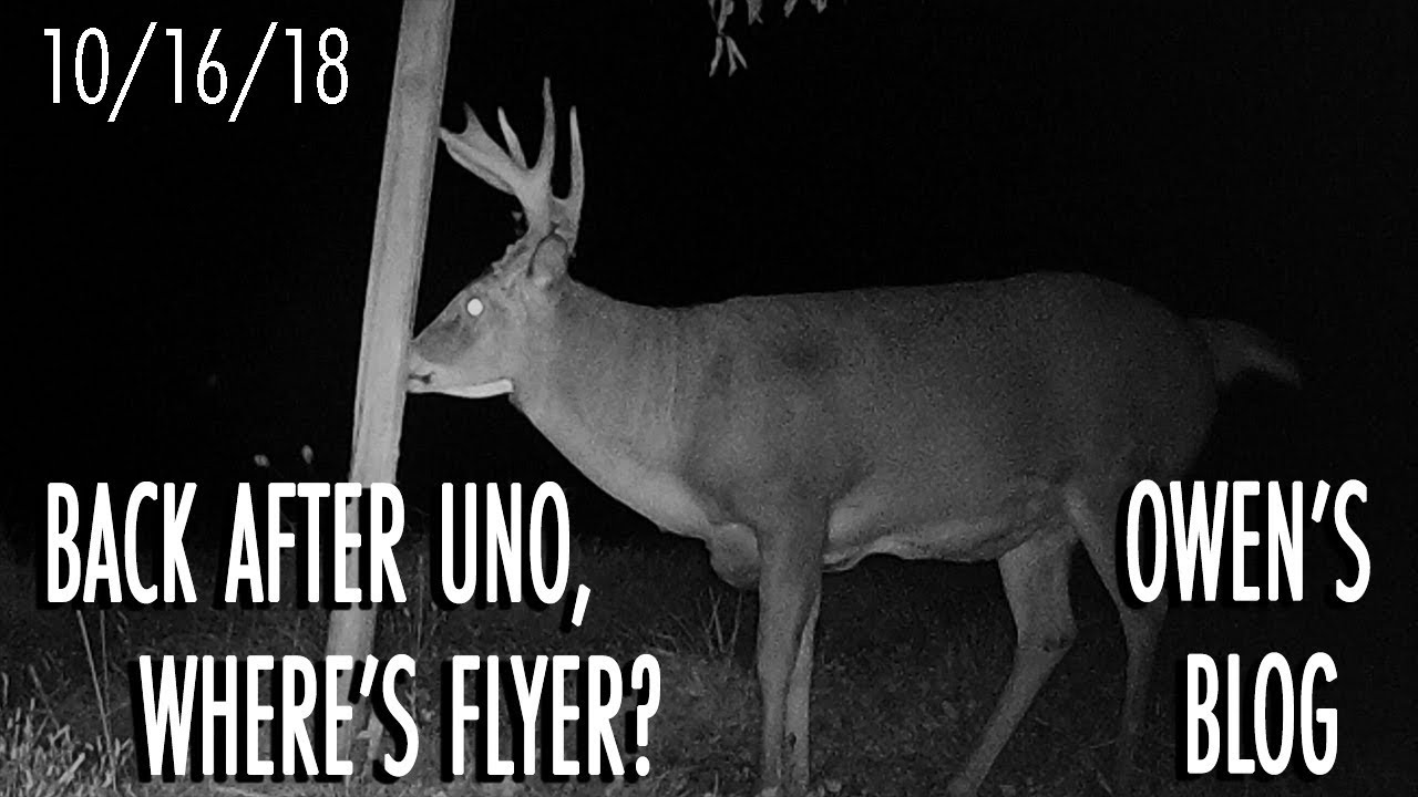Owen's Blog: Hunting an Occasional Buck
