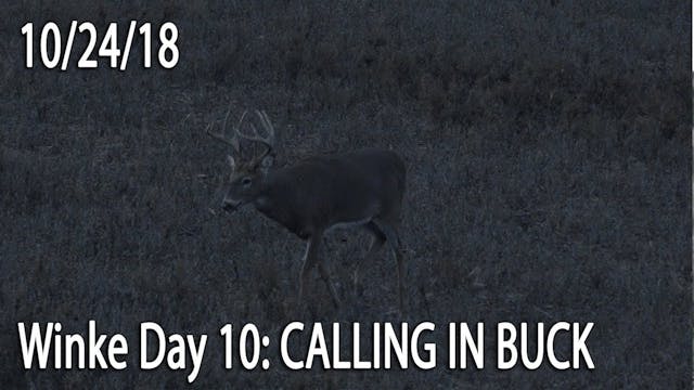 Winke Day 10: Calling In Buck