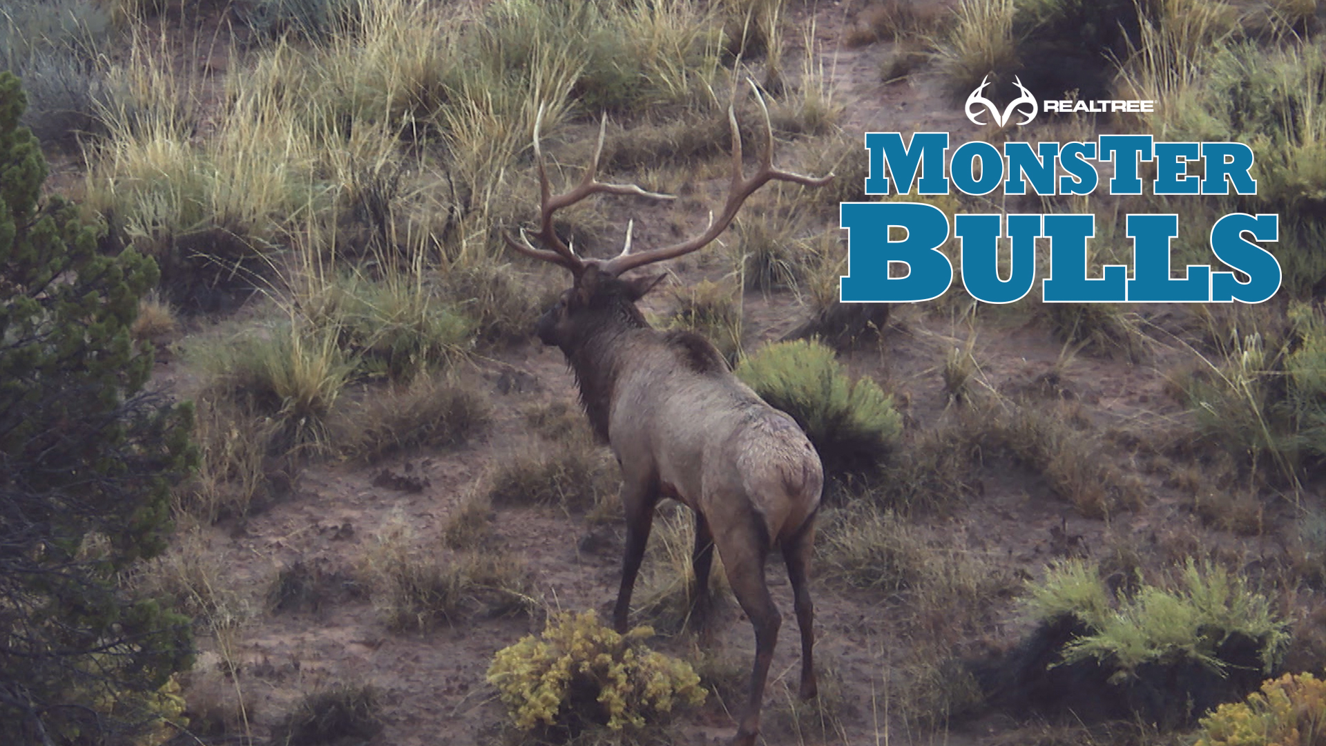 Rainy Day Monster Bull