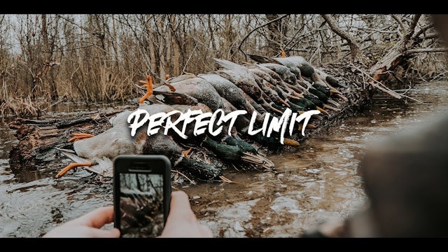 Duck Hunting with Perfect Limit | Flooded Arkansas Timber | DayBreak Outdoors