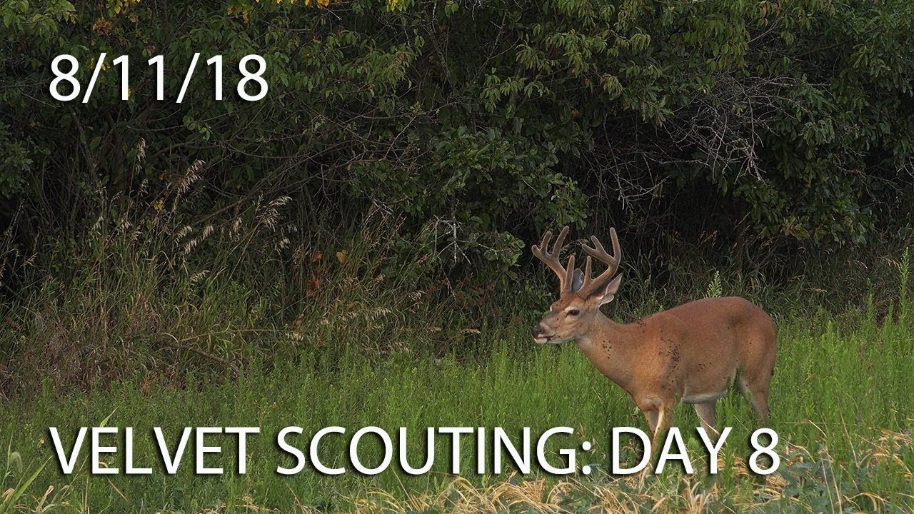 Winke's Blog: Velvet Scouting Day 8