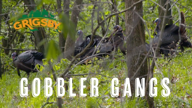 Two Gangs of Grigsby Gobblers | Two Giant Birds Tagged | Grigsby