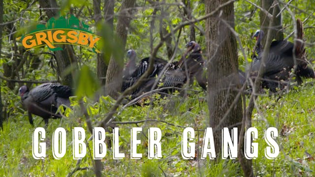 Two Gangs of Grigsby Gobblers | Two G...