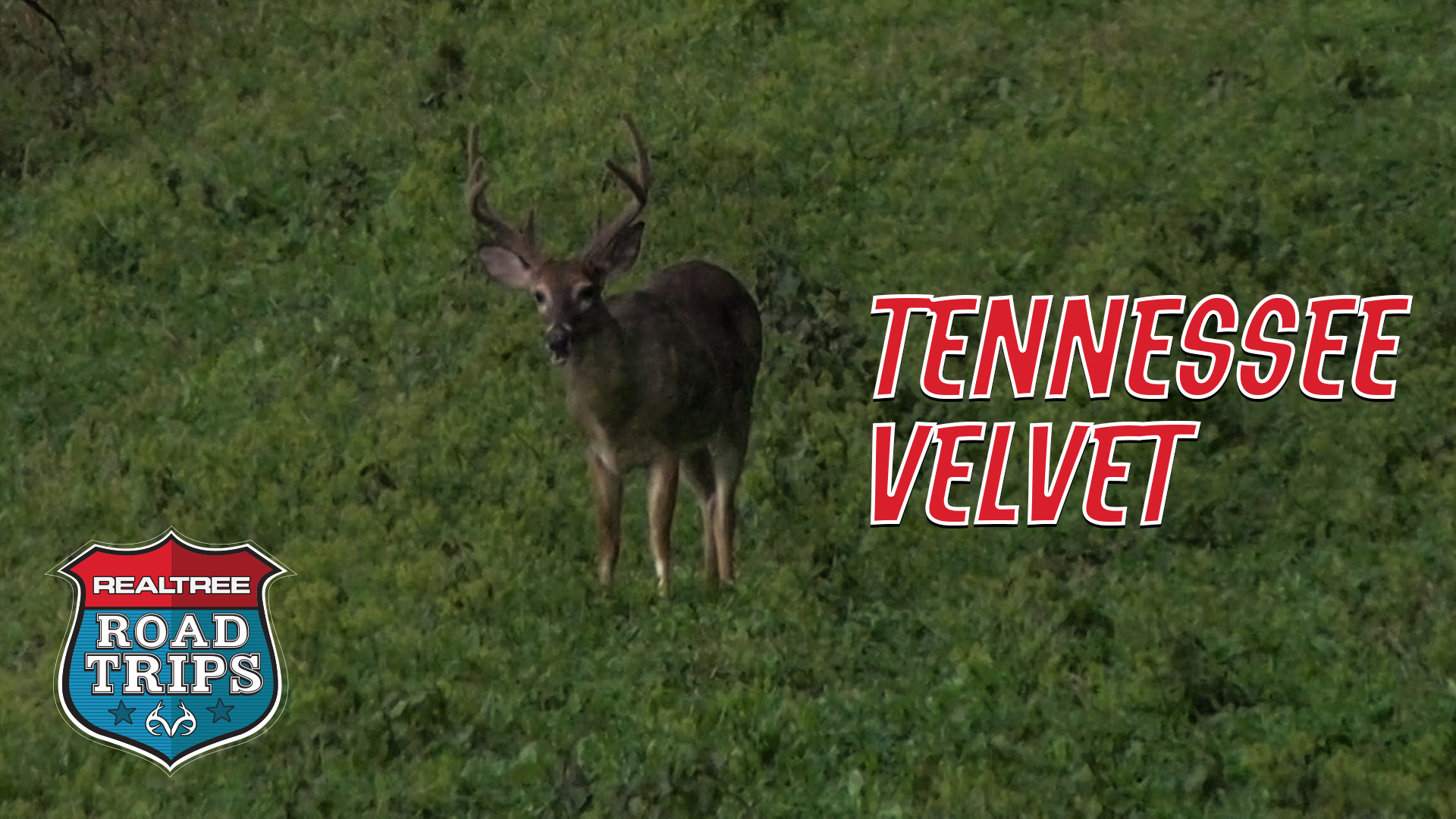 The Early Season Tennessee Velvet Hunt | Realtree Road Trips