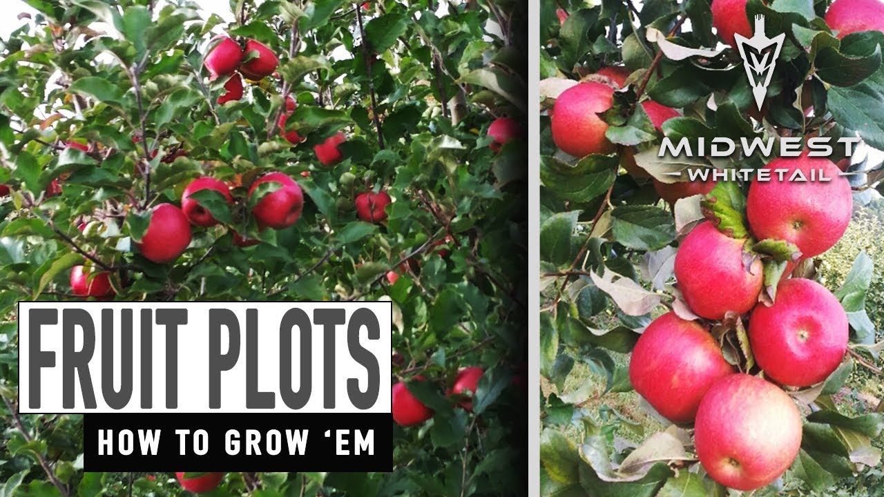 3-26-18: Fruit Plots, Pruning Apple Trees | Midwest Whitetail