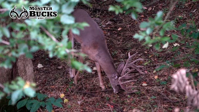 Lee Ellis' Tennessee Velvet Toad | Mo...