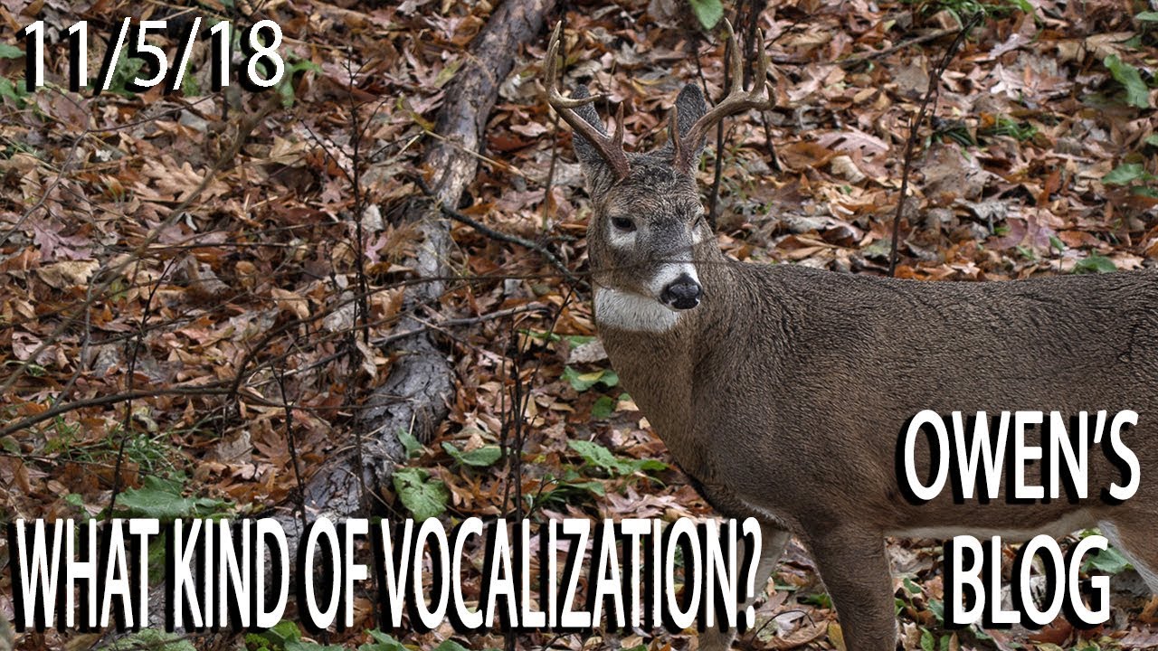 Owen's Blog: Strange Whitetail Vocalization