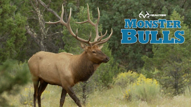 Bugling Bull in New Mexico | Bill Jordan Makes a Perfect Shot!