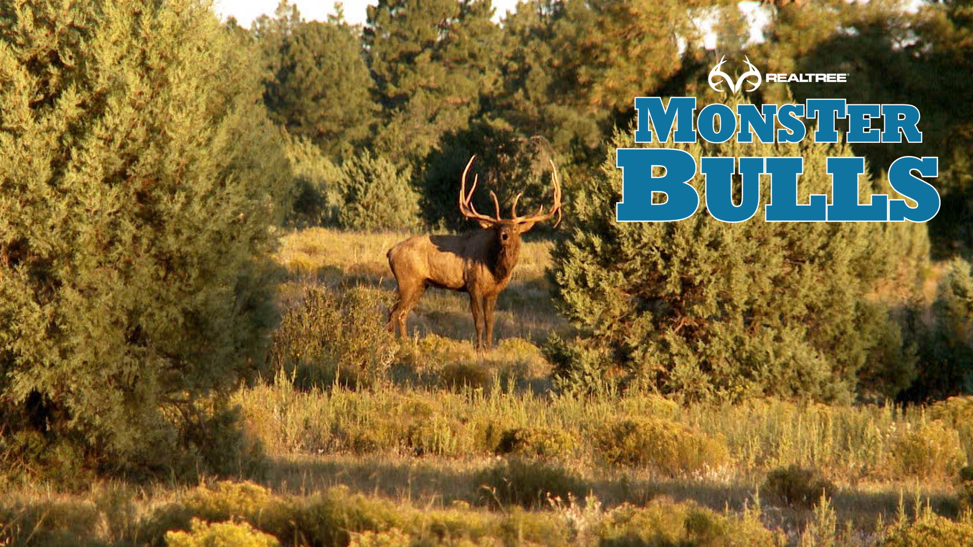 391" Arizona Monster | Bill Jordan's Largest Bull