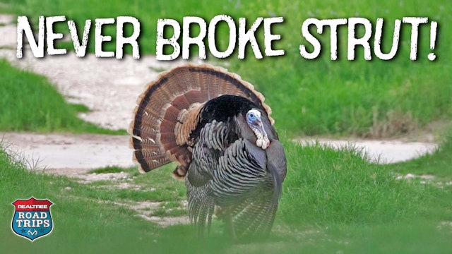 Windy Texas Turkey Hunting | Turkey Struts All the Way In | Realtree Road Trips