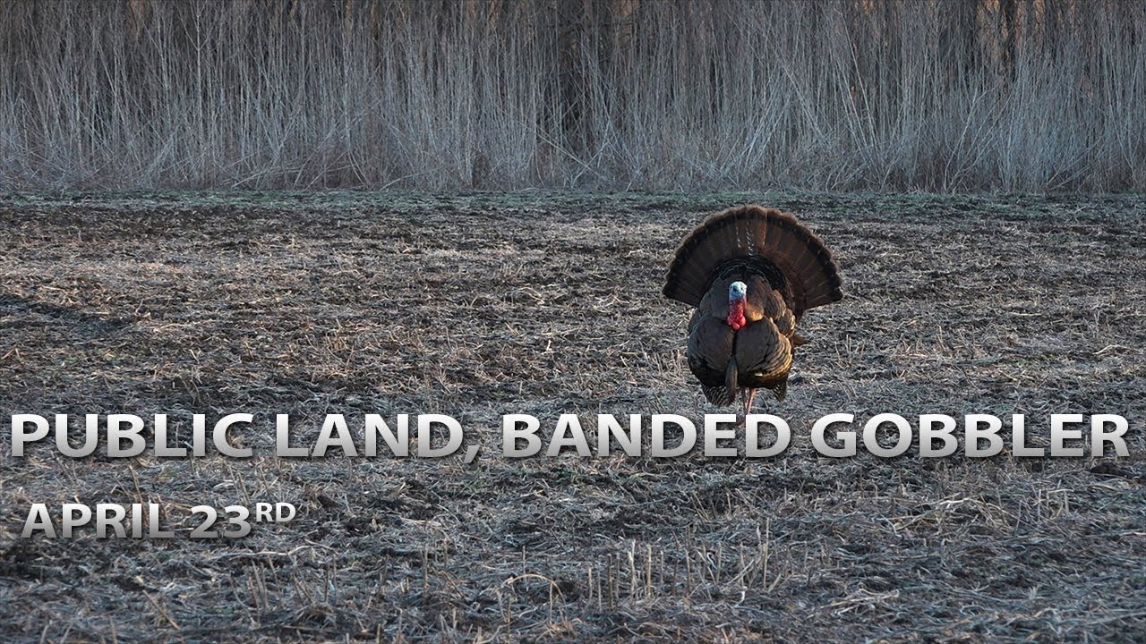 4-23-18: Monster Public-Land Tom, A Big Banded Gobbler | Spring Thunder