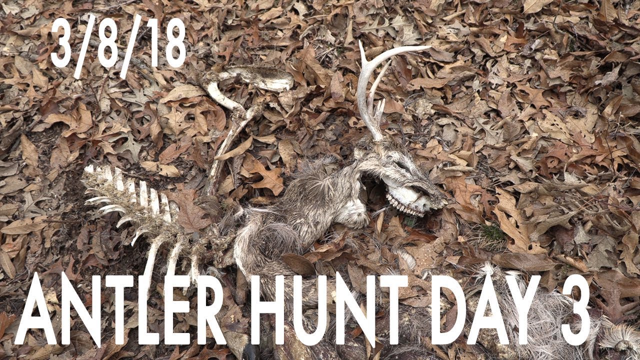 Winke's Blog: Antler Hunt Day 3