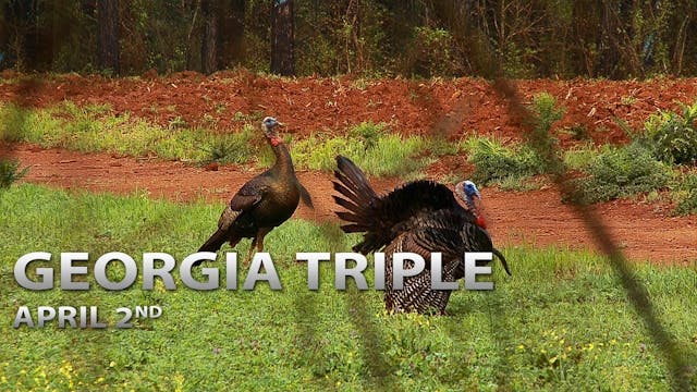 4-2-18: A Georgia Triple, Three Birds...