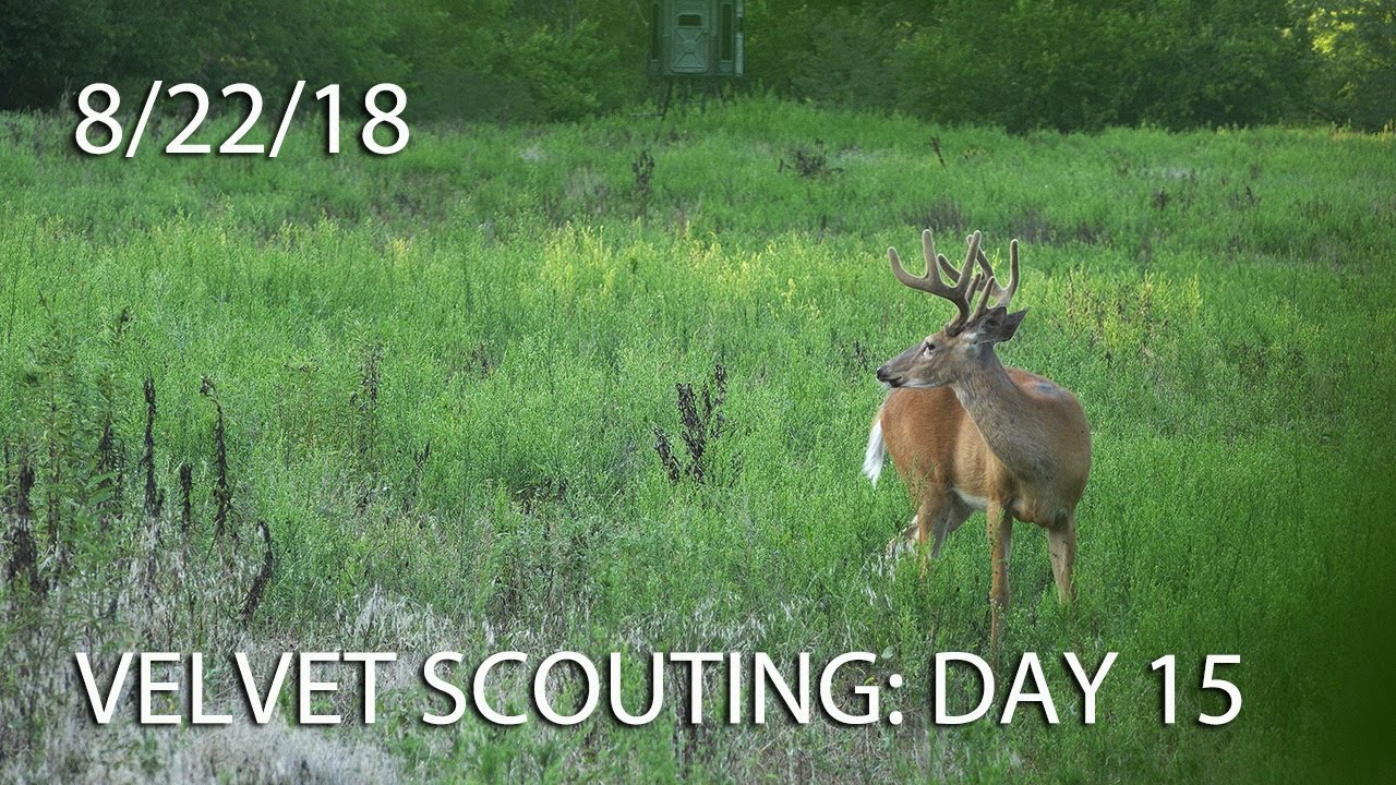 Winke's Blog: Velvet Scouting Day 15